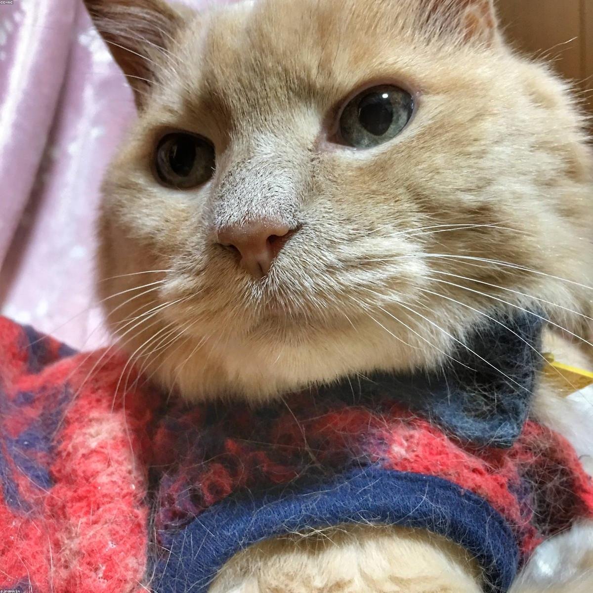 Textured Brass Cotton Throw Blanket — Terracotta