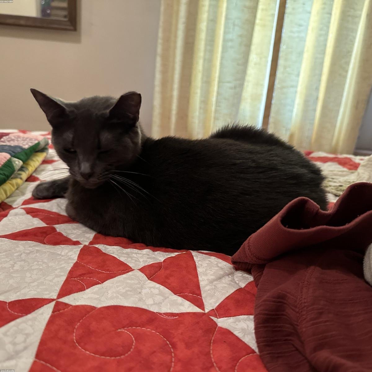 Modern Porcelain Cotton Throw Blanket — Cream - Set of 2