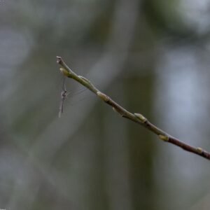 Handcrafted Stoneware Mug